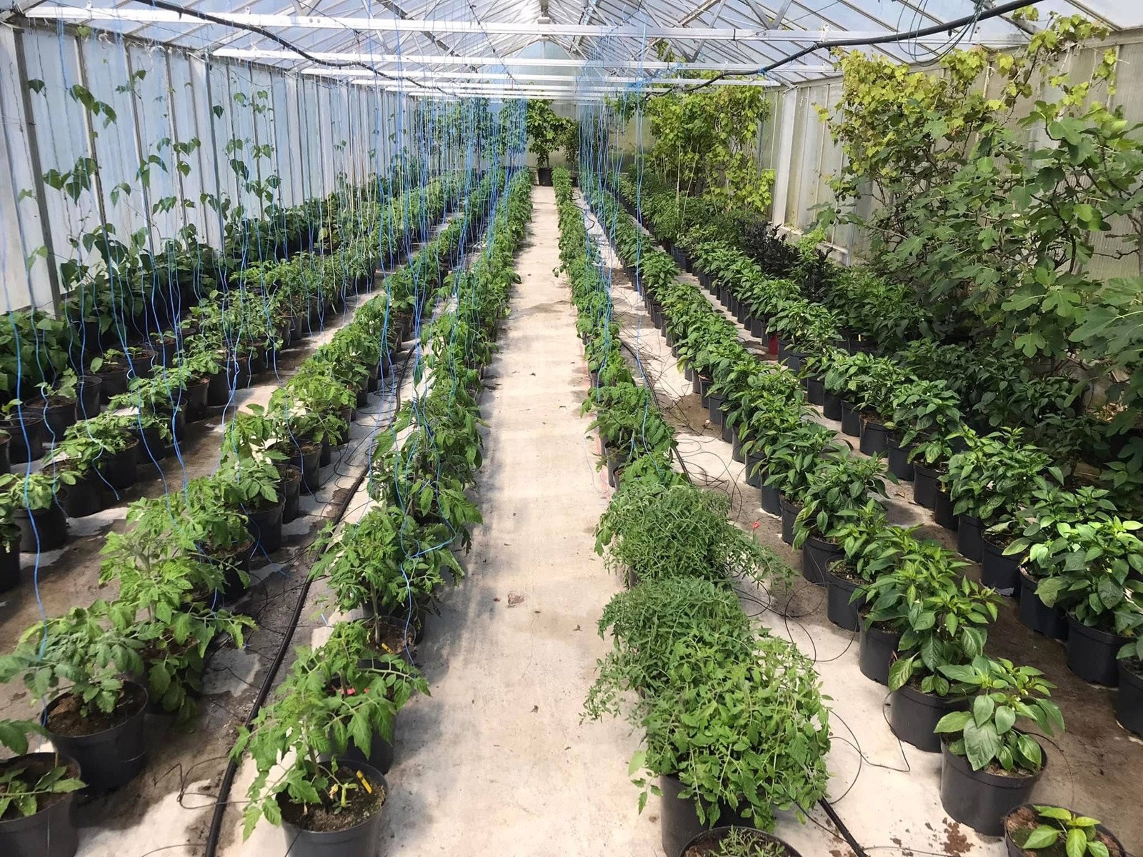 Dryppvanningssystem er innlagt samt computer til vanningsanlegg Galleribilde