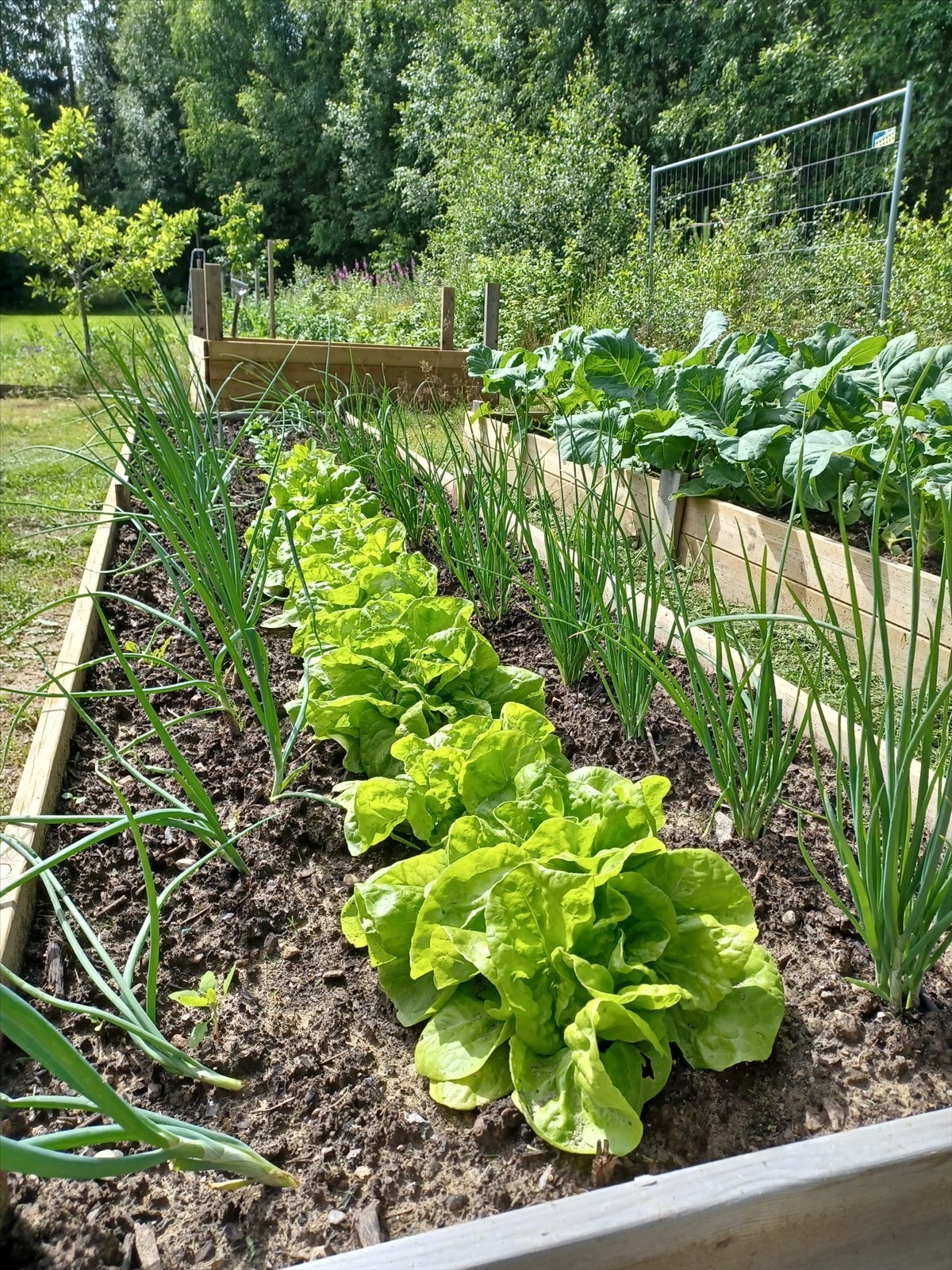 Her er det godt tilrettelagt for å dyrke sin egen mat! Bare å finne frem frøposene og dyrke frem alt man måtte ønske seg! Galleribilde