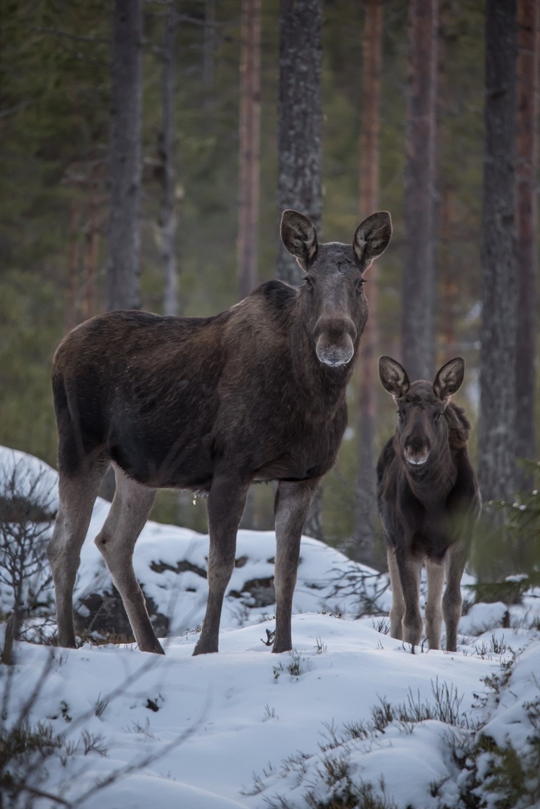 Den nærmeste naboen titter titt og ofte innom for å sjekke til nabolaget! Galleribilde