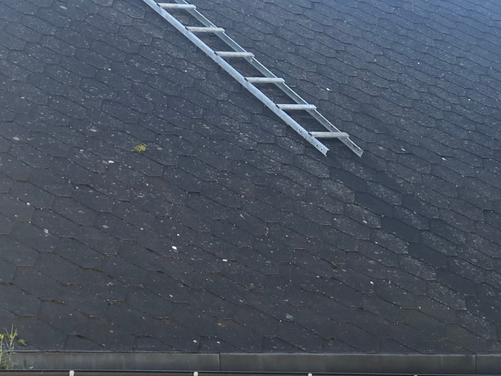 Pappshingel virker å være en del år gammel, men lite begrodd. Galleribilde