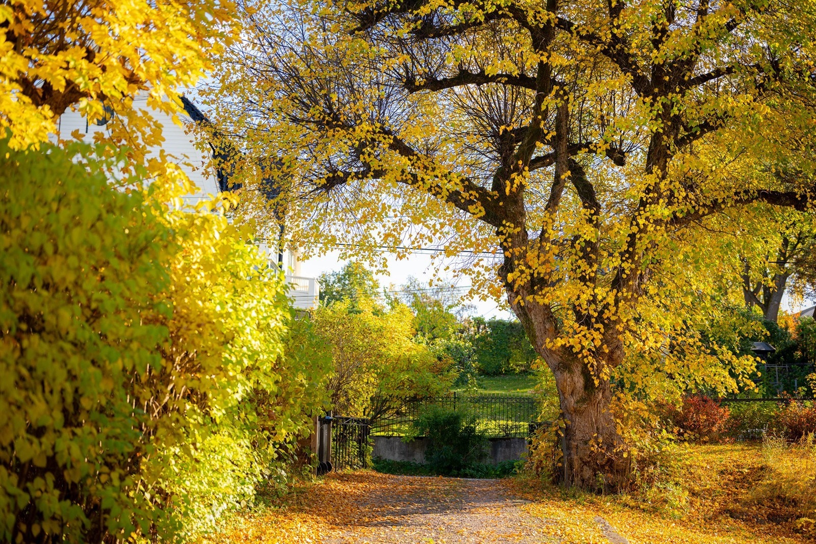 Innkjørsel til tomten. Galleribilde