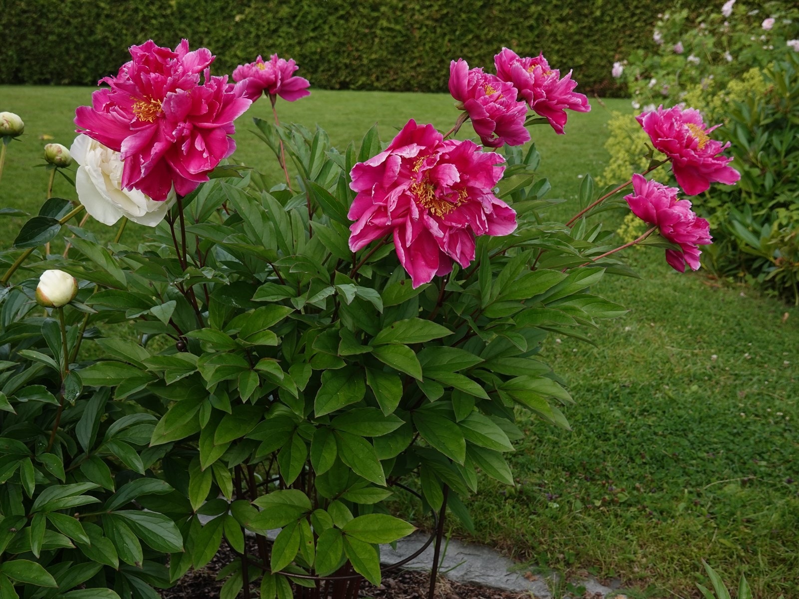 Selgers private bilde. Galleribilde