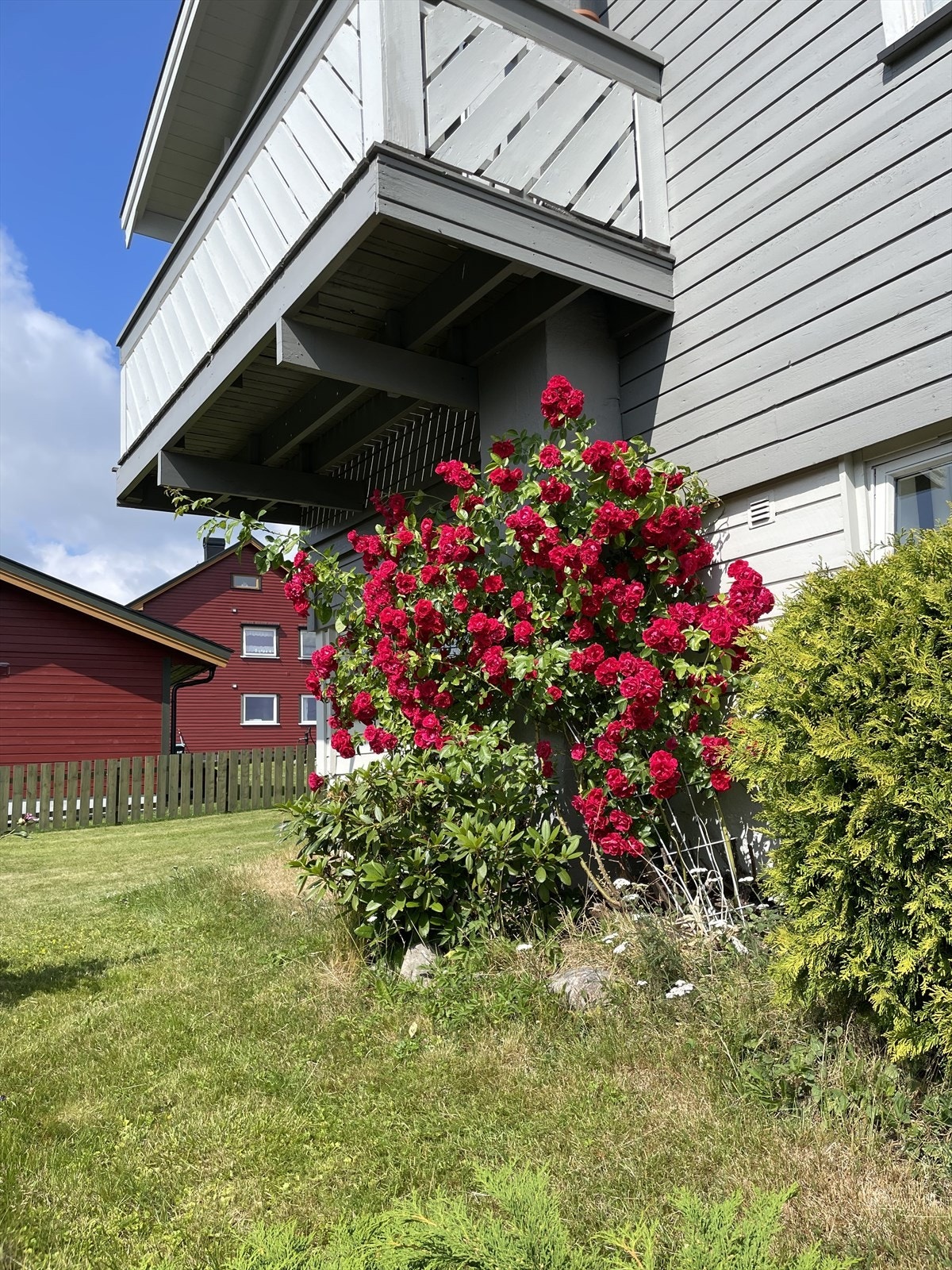 Bilde tatt av selger viser frodig hage - perfekt for den med grønne fingre! Galleribilde