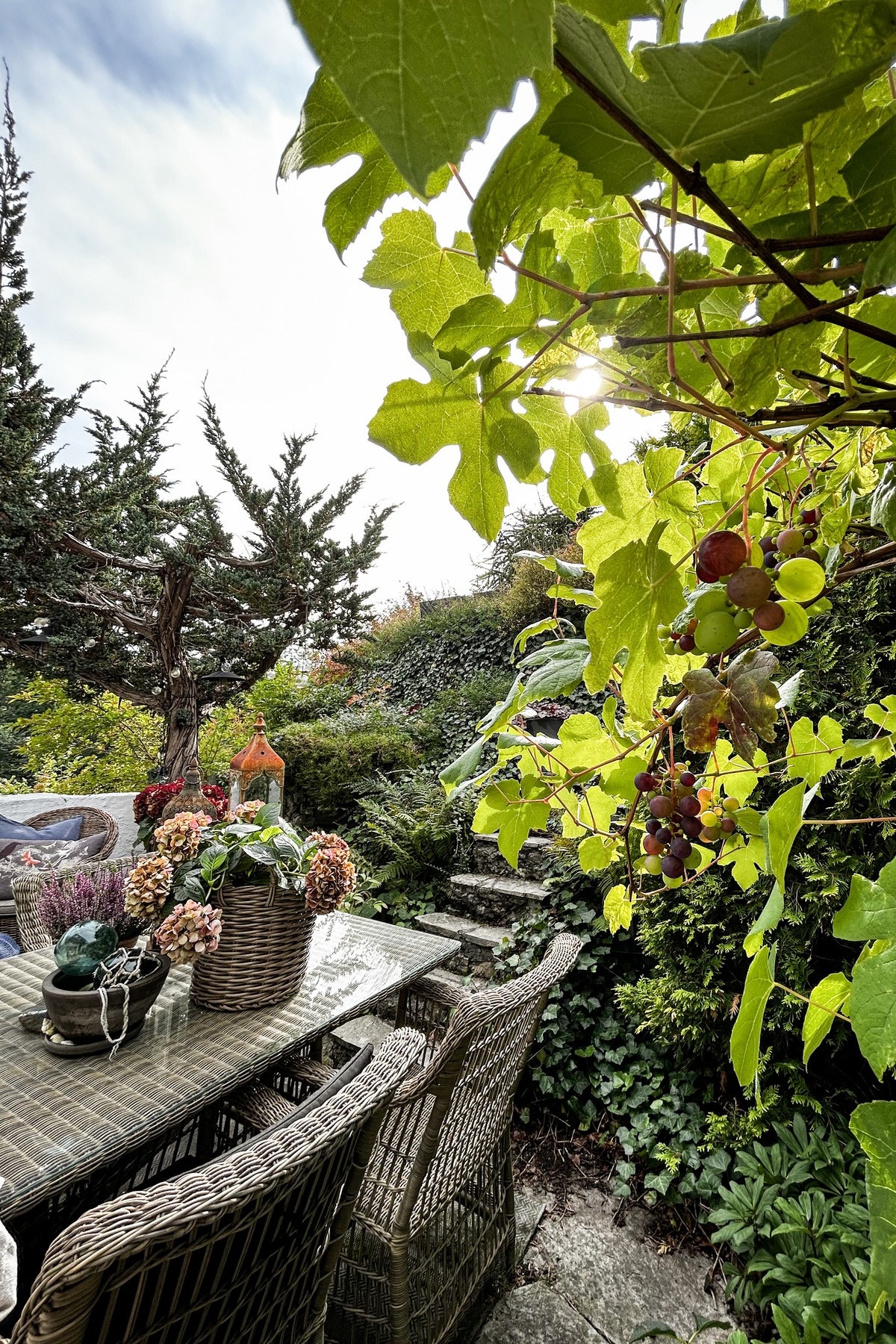 Her er det pent opparbeidet beplanting med blant annet druer. Galleribilde