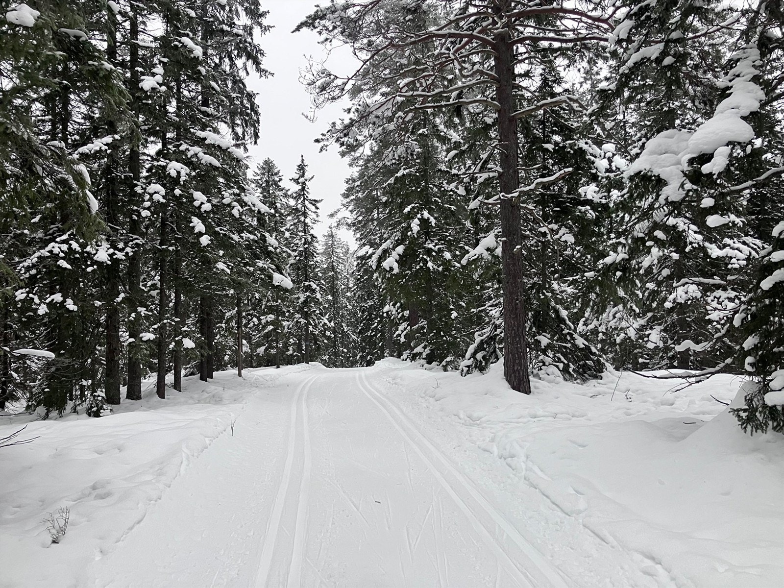 Selgers private bilder - vinter 2026 skisporet rett i nærheten av hytta. Galleribilde