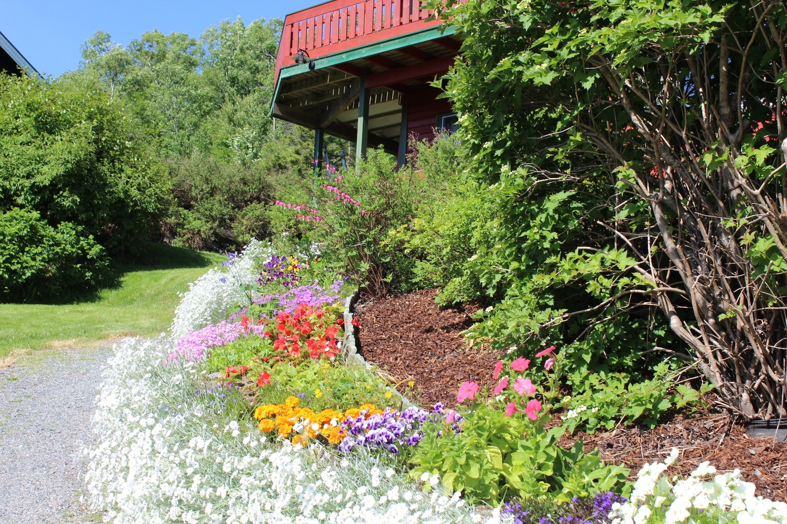 Fib beplantning langs gangpassasjen til boligen. Galleribilde