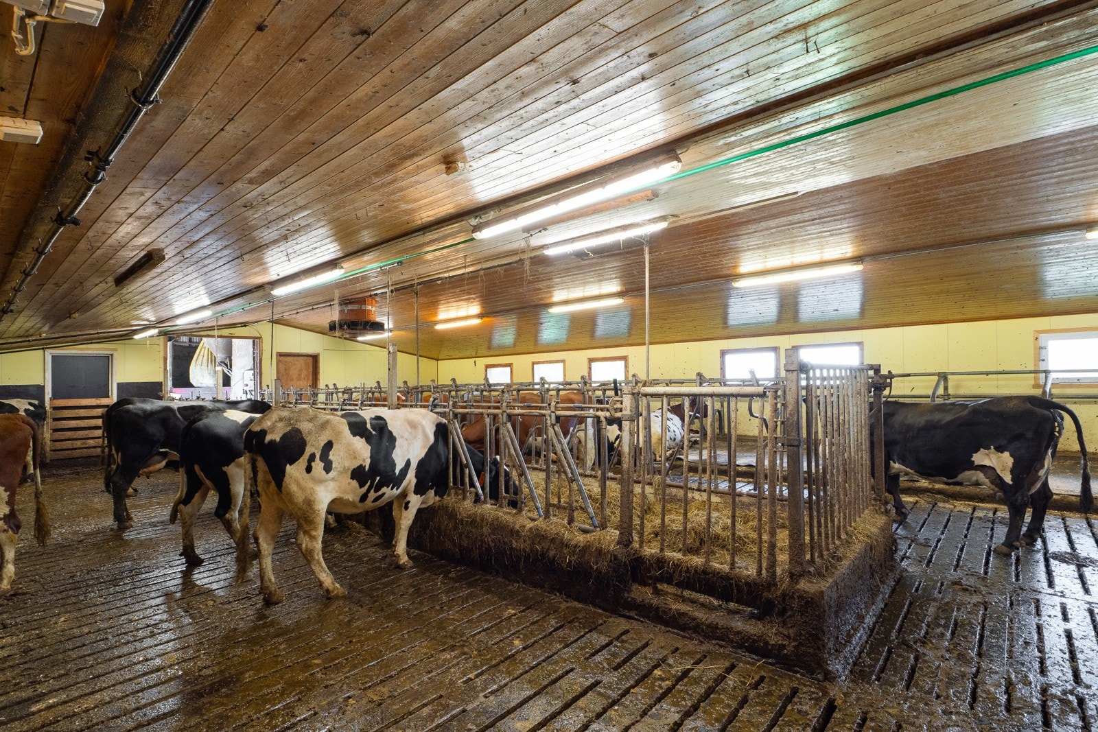 Lyst og trivelig i fjøset Galleribilde