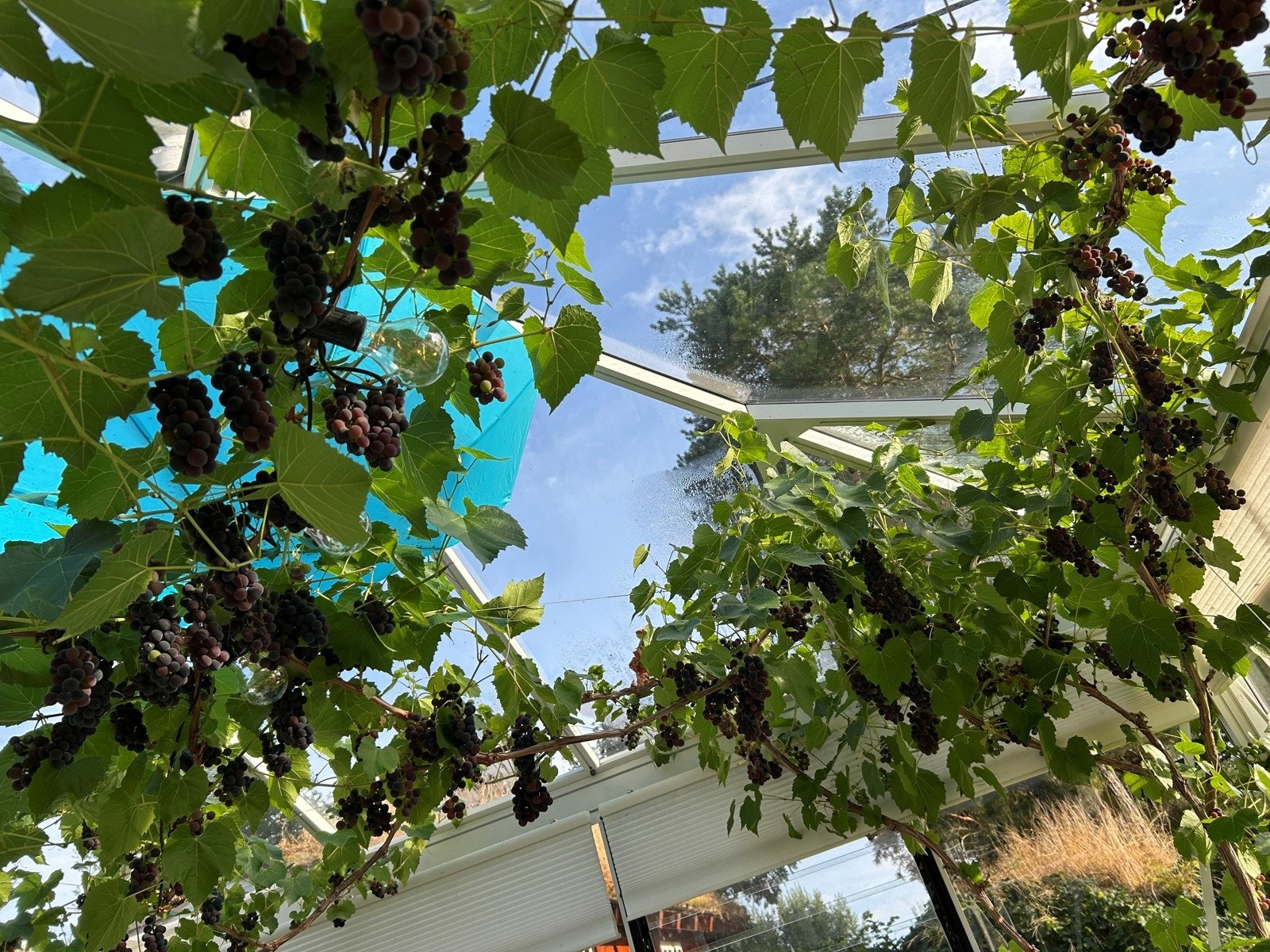 Hagestuen er omkranset av drueplante som trives godt og produserer masse druer iløpet av sommeren. Galleribilde