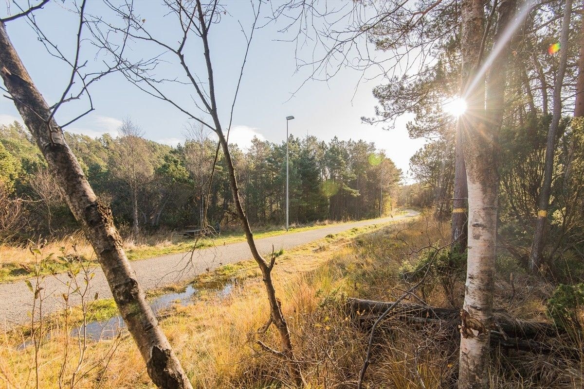 Flotte turmuligheter i Norheimskogen Galleribilde