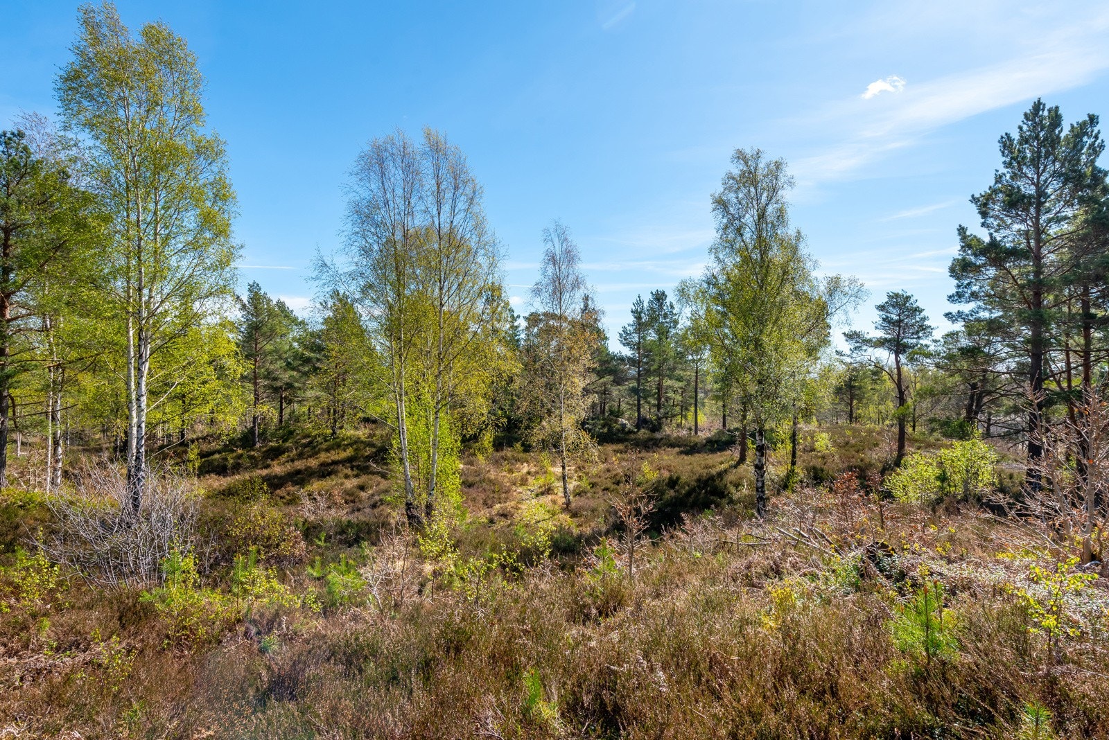 Tomt 8 Galleribilde