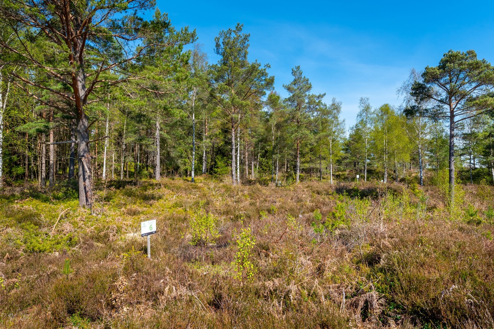 Tomt 6 Galleribilde