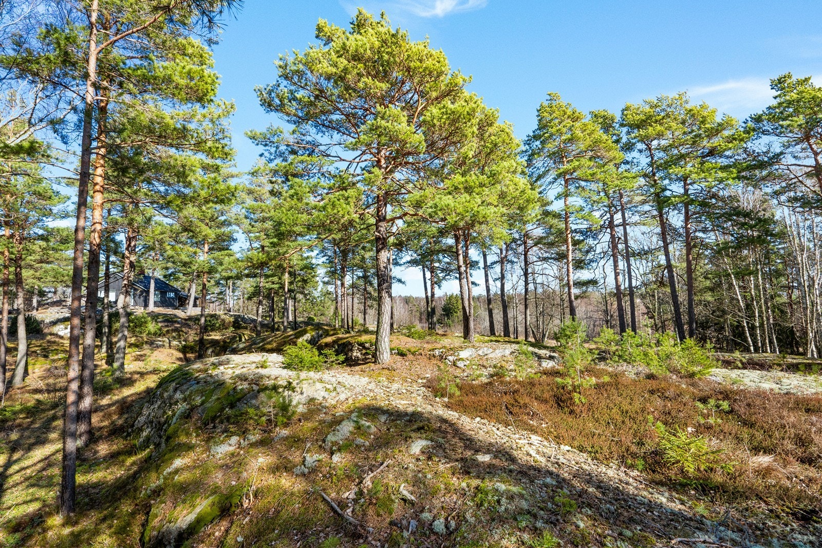 Terrenget byr på en kombinasjon av svaberg i dagen og klassisk skogbunn. Galleribilde
