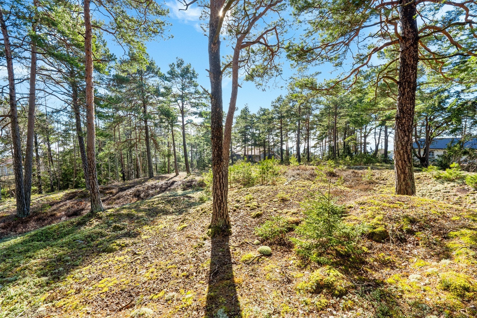 Stor tomt på 2 251 m² med lett skrånende og delvis kupert terreng. Galleribilde