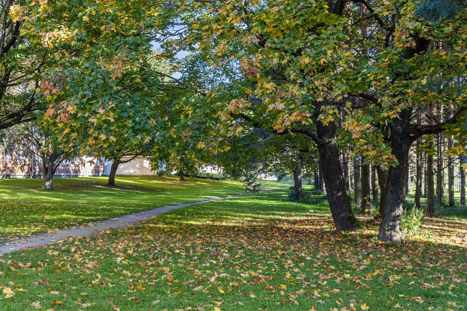 Områdebilde. Galleribilde