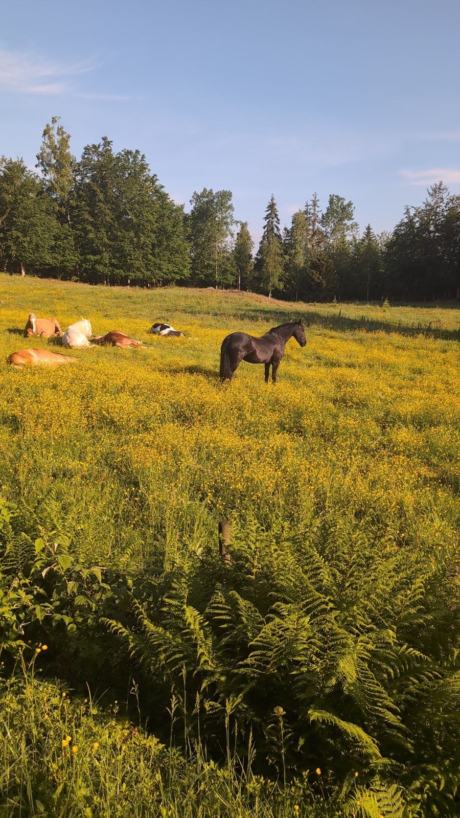 Bilde fra selger - fra beite Kullerød gård Galleribilde