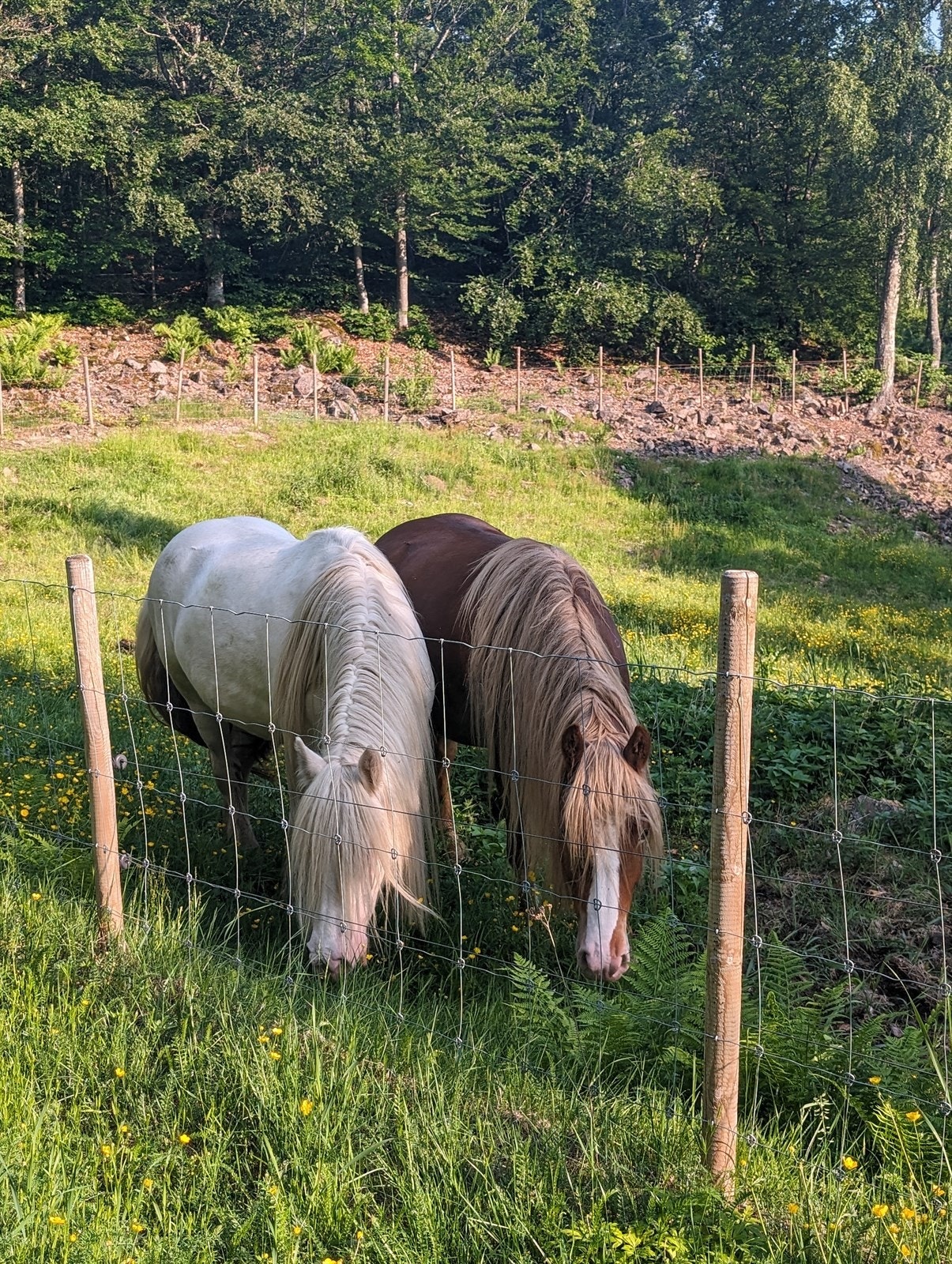 Bilde fra selger - Fra beite Kullerød gård Galleribilde