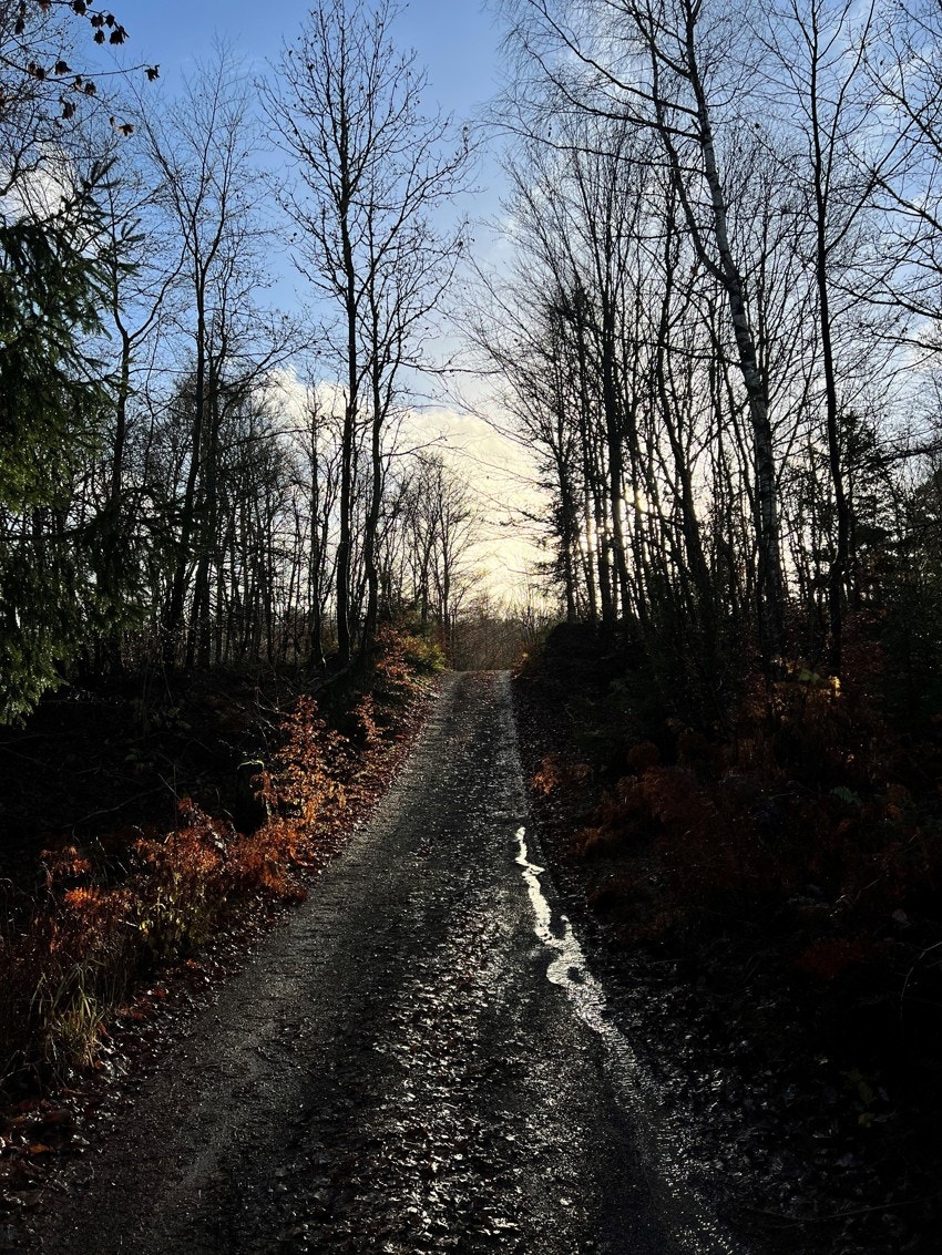 Bilde fra selger - nærhet til skogen Galleribilde