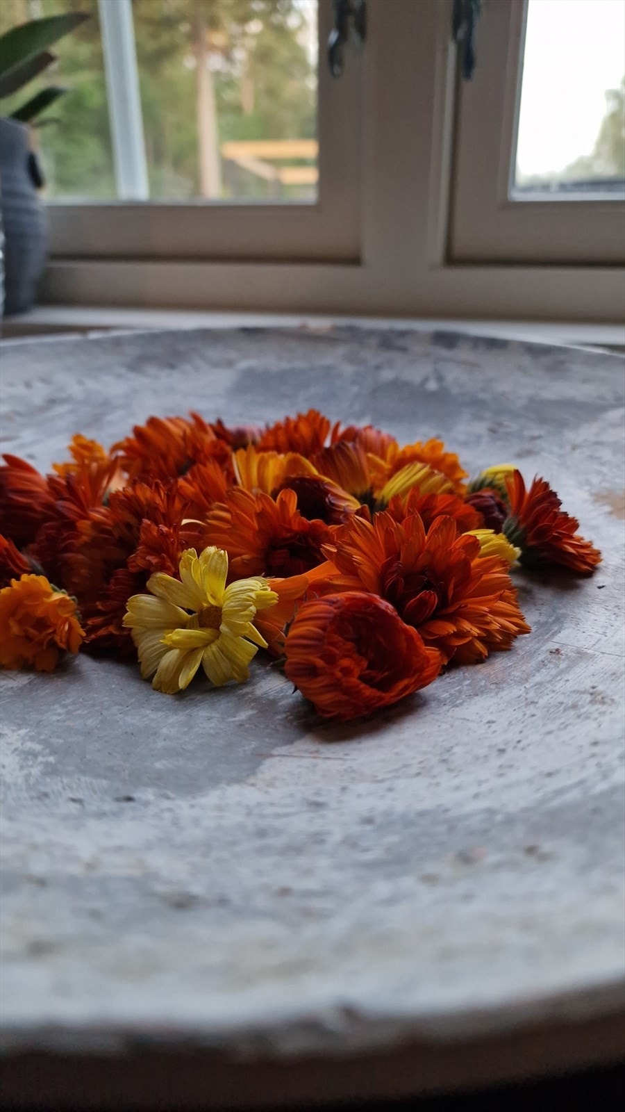 Bilde fra selger - Fra egen hage Galleribilde