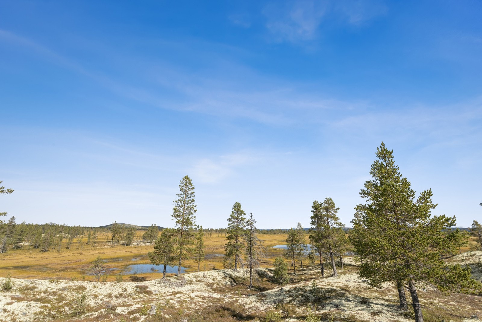 Nærheten til naturen gir fantastiske opplevelser med dyr- og fugleliv og en stillhet som gir ro i kropp og sjel. Galleribilde