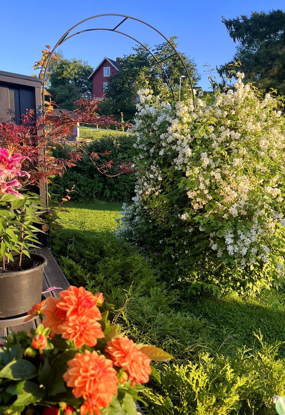 Blomstrende busker og stauder skaper en idyllisk ramme. Galleribilde
