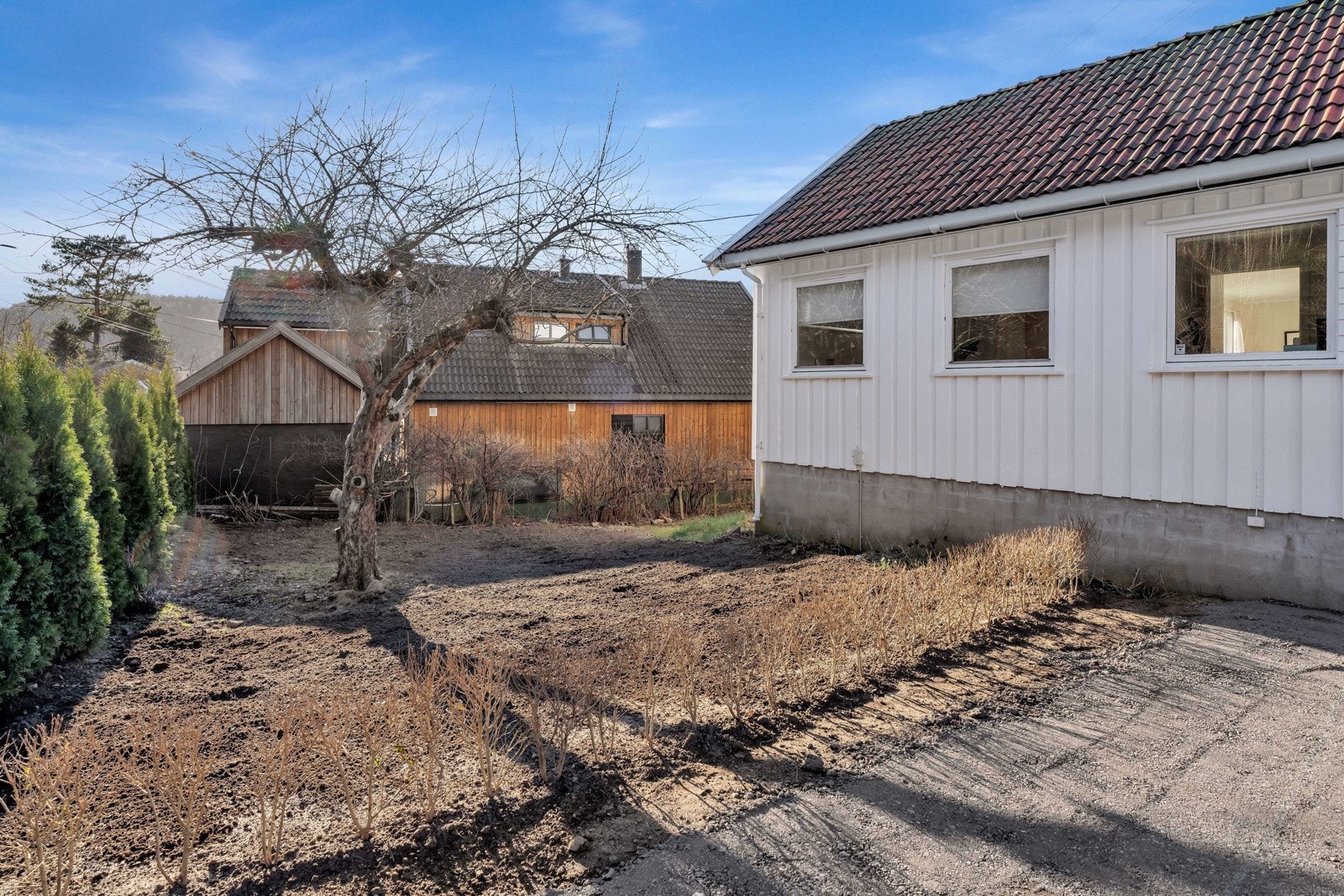 Hageområde med nysådd plen og frukttre. Galleribilde