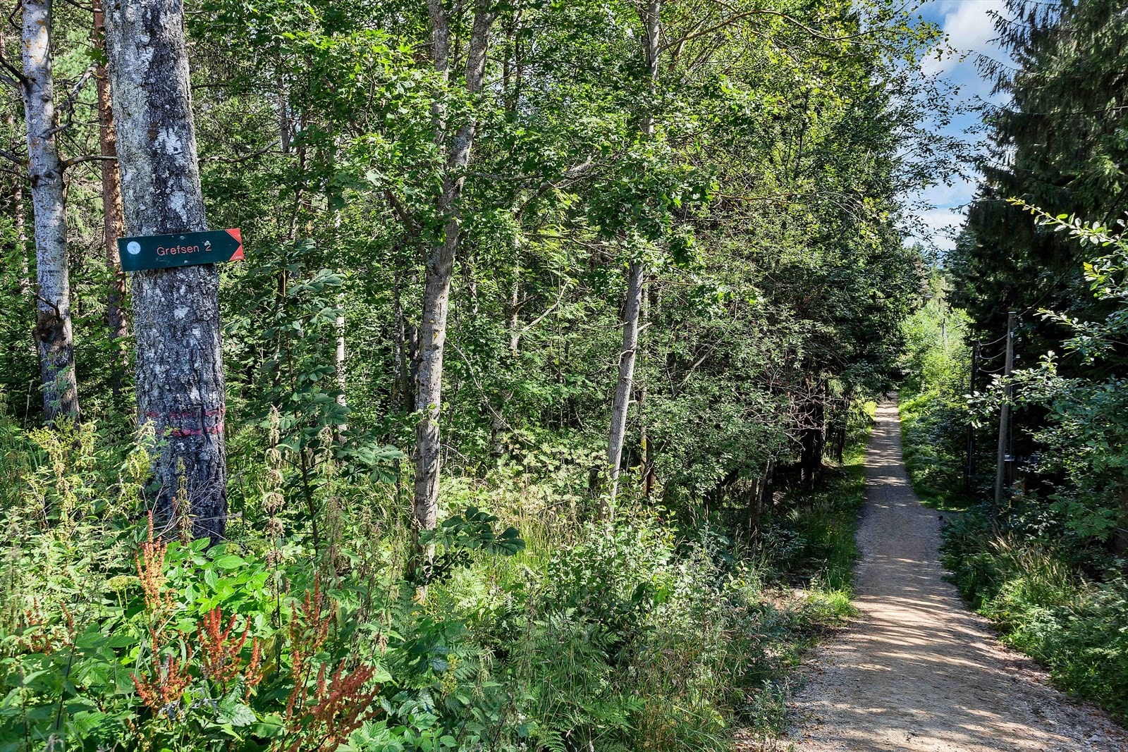 Turveiene i Lillomarka ligger bare et steinkast unna. Galleribilde