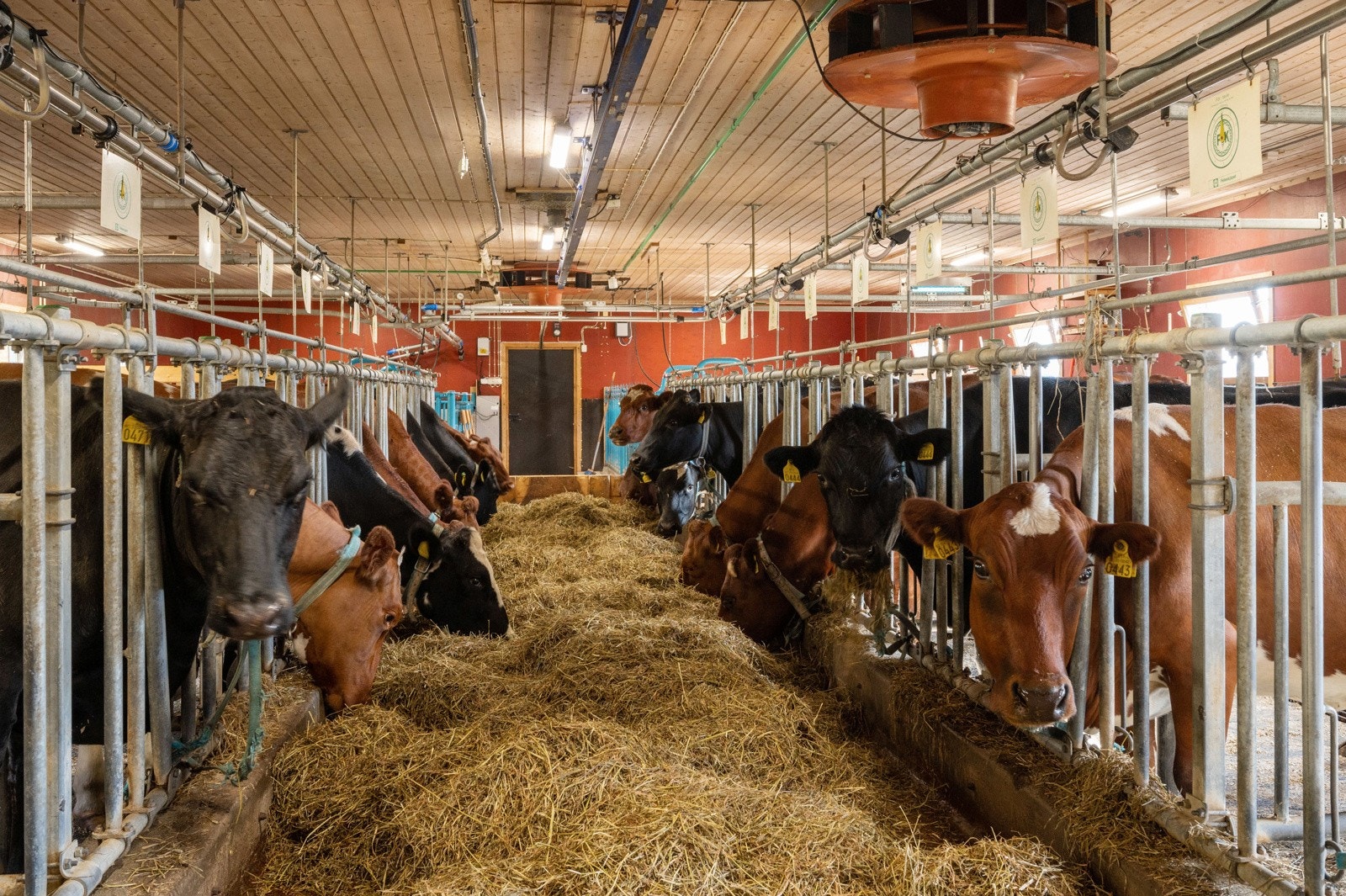Velkommen til gards - her er det godt å bo for både mennesker og dyr. Gården har mjølkekvote på 114 tonn. Galleribilde