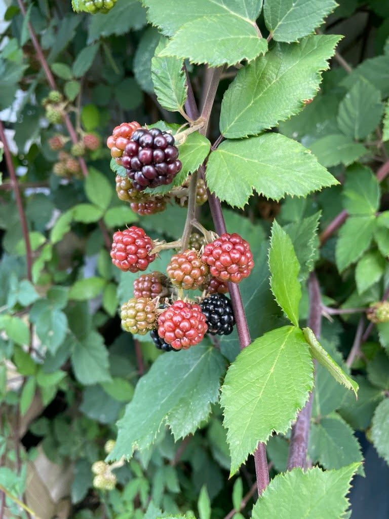 Selgers egne bilder (3).jpg Galleribilde