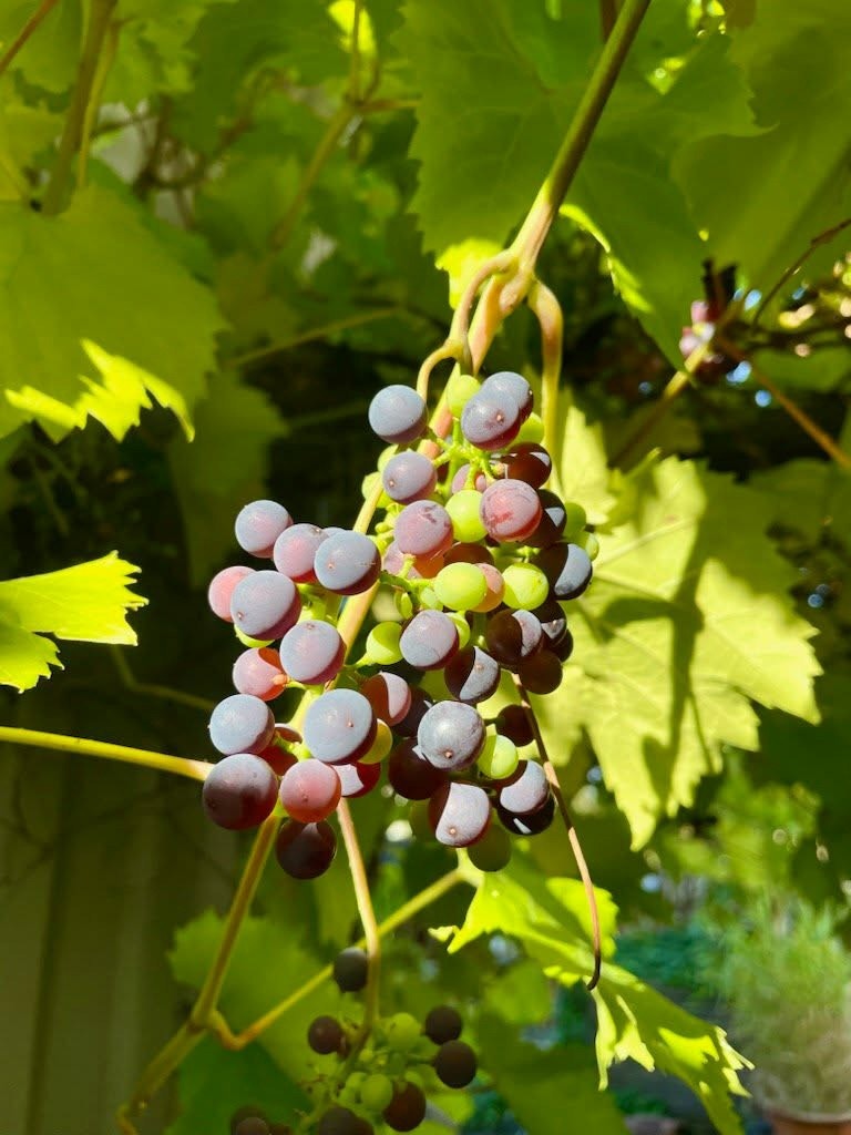 Selgers egne bilder (2).jpg Galleribilde