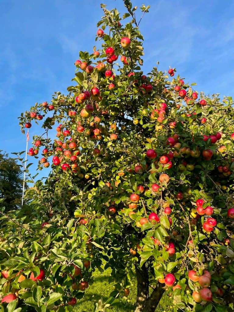 Selgers egne bilder (6).jpg Galleribilde