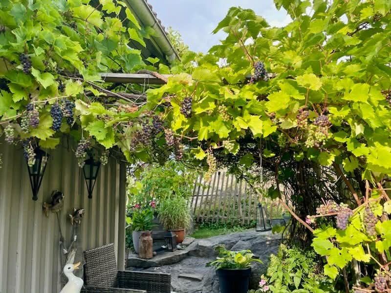 Selgers egne bilder (8).jpg Galleribilde