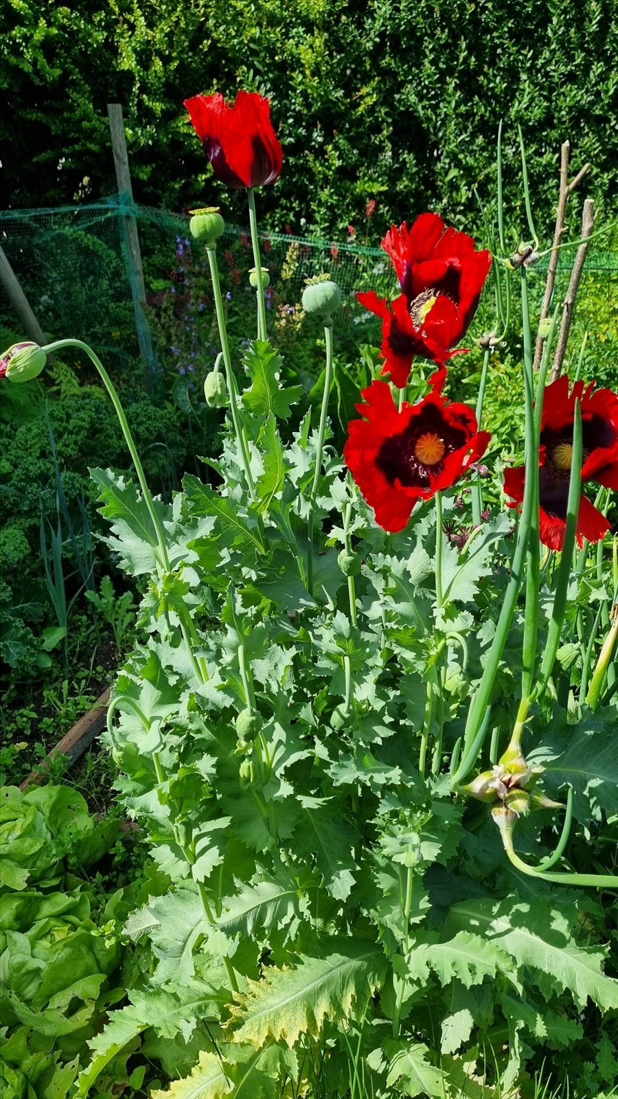 Nydelig valmuer Galleribilde