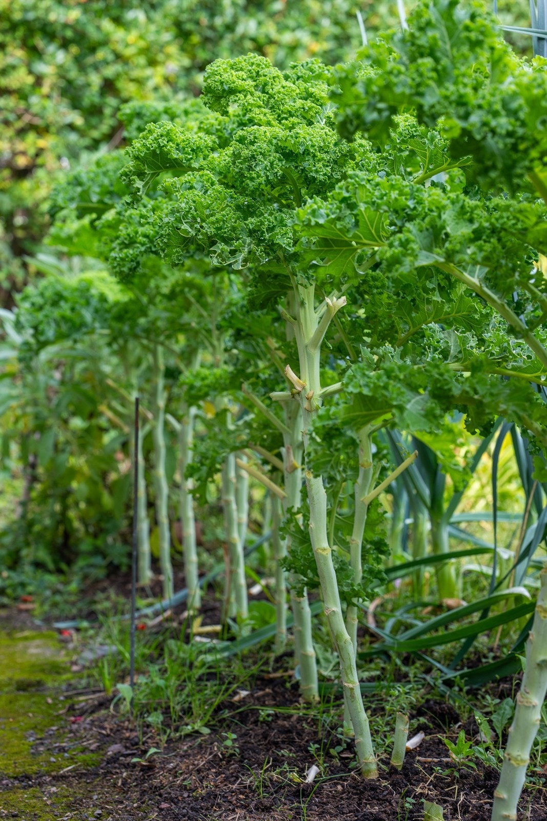 Grønnsakshagen Galleribilde
