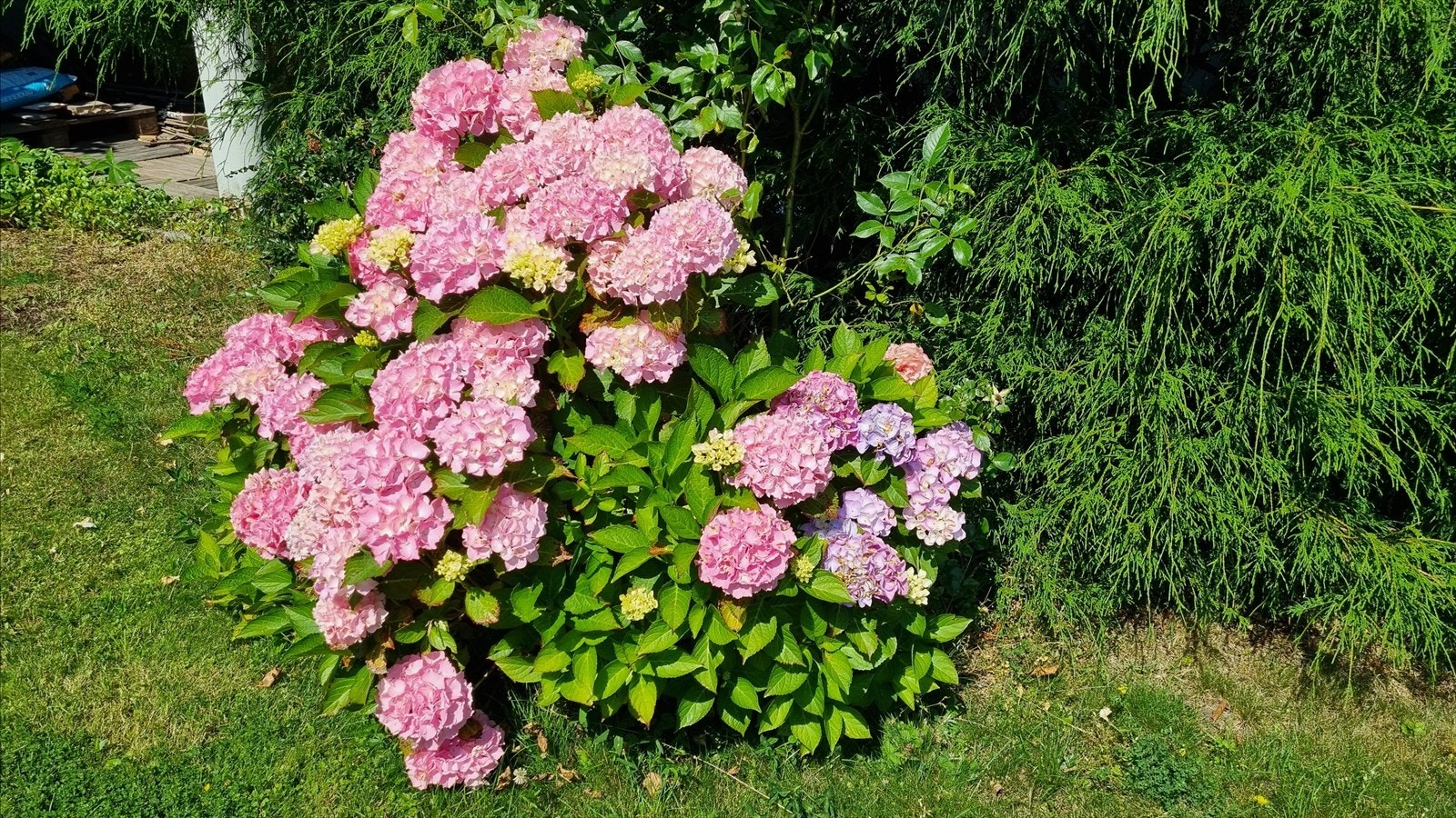 Hortensia i full blomst. Galleribilde