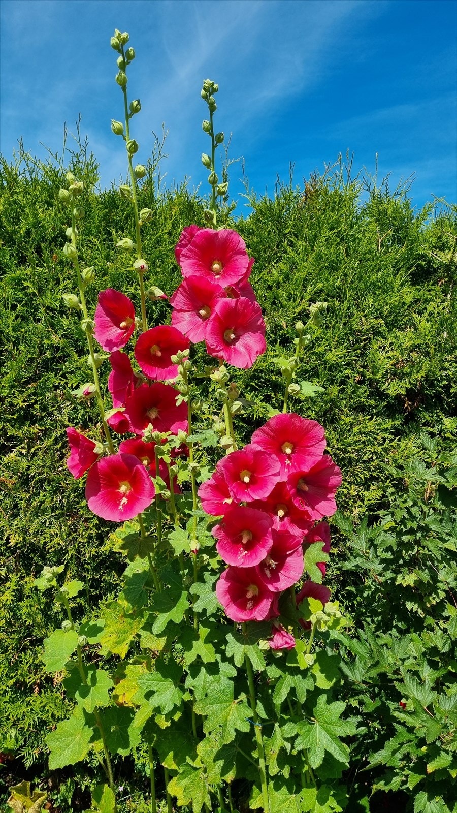 Revebjeller Galleribilde