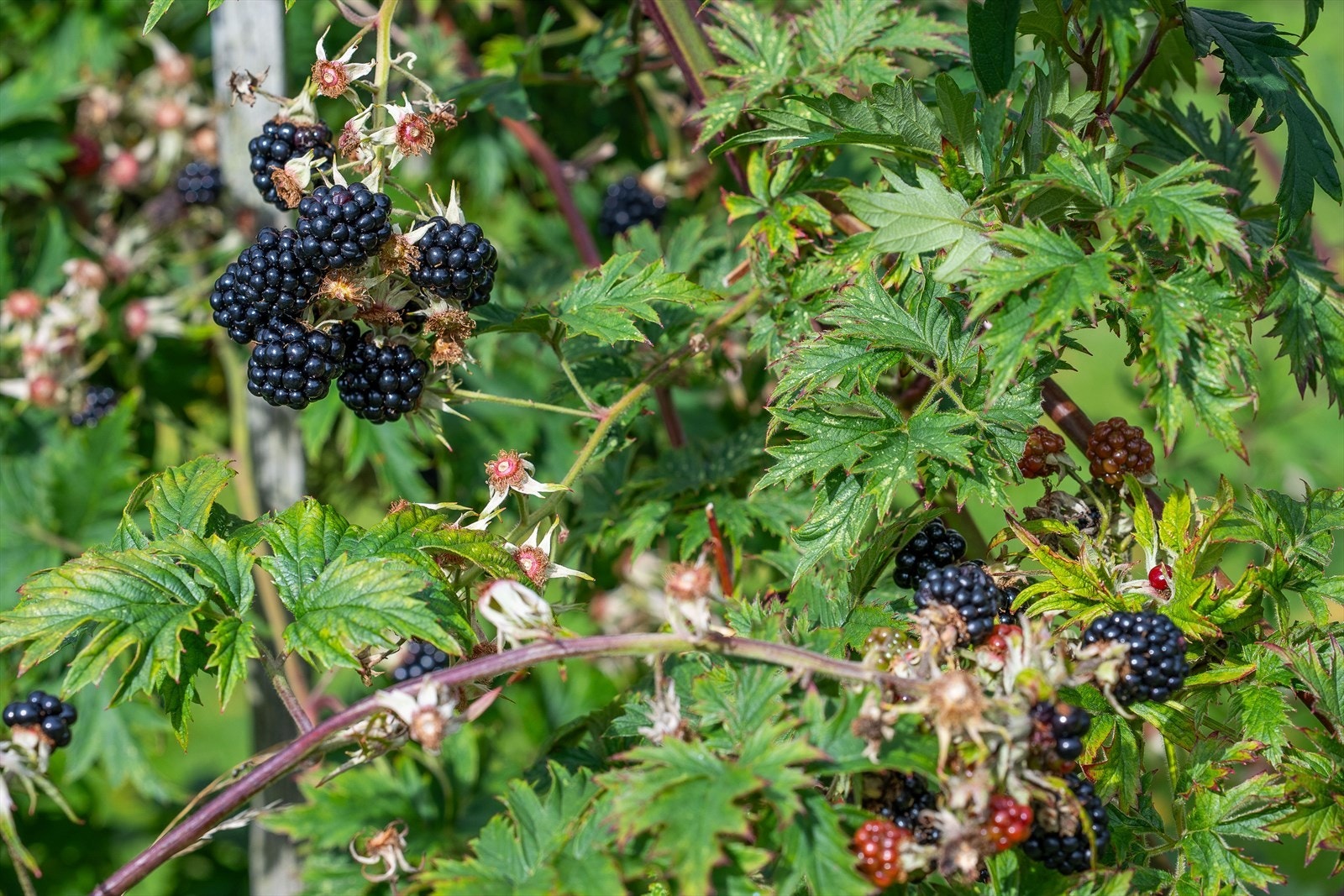 Bjørnebær Galleribilde