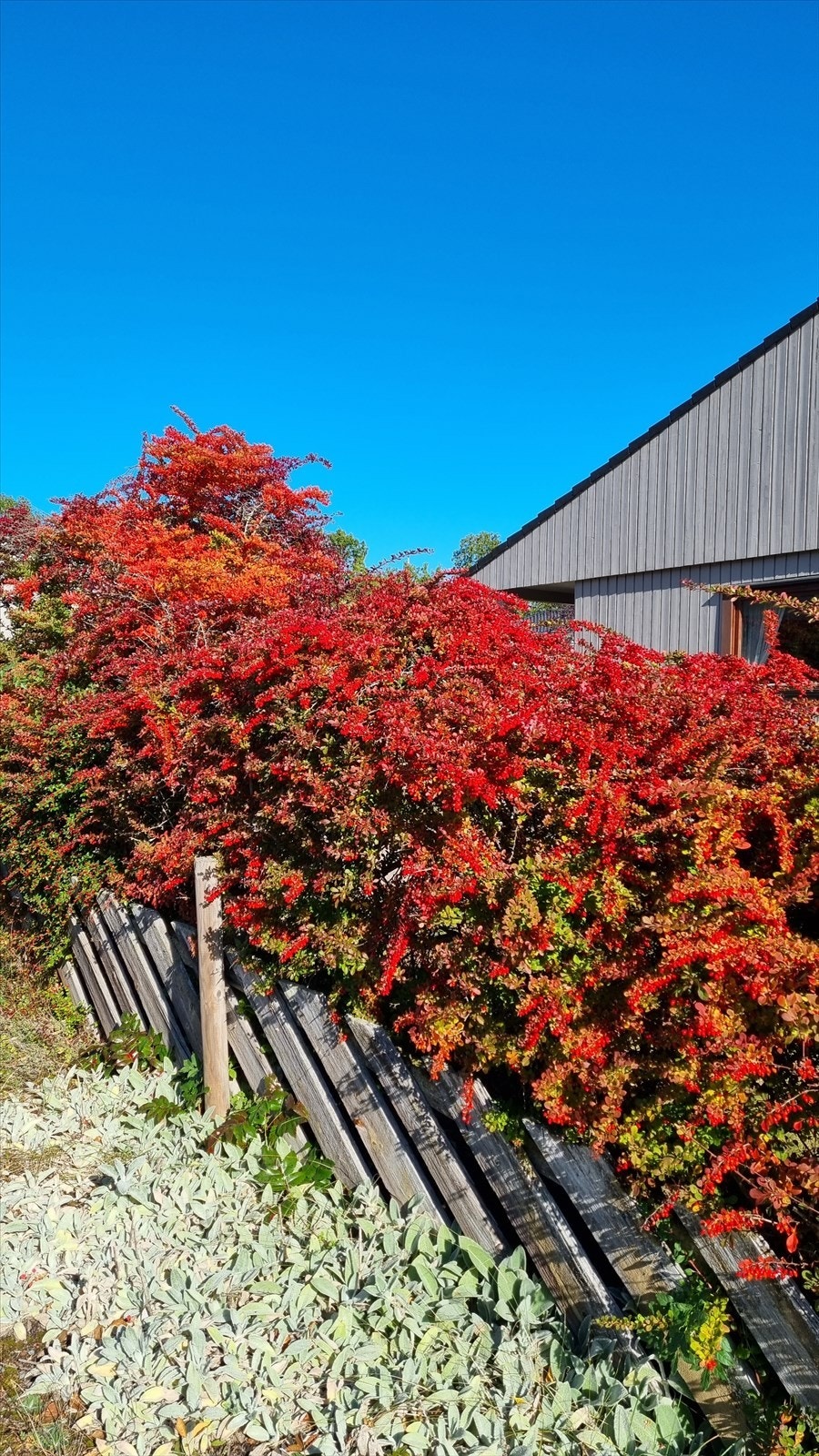 Skigarden står vakkert fram med beplantningen bak i sin aller beste fargeprakt. Galleribilde