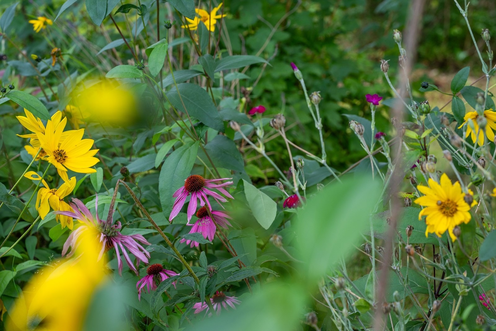 Et variert utvalg med stauder på eiendommen. Galleribilde