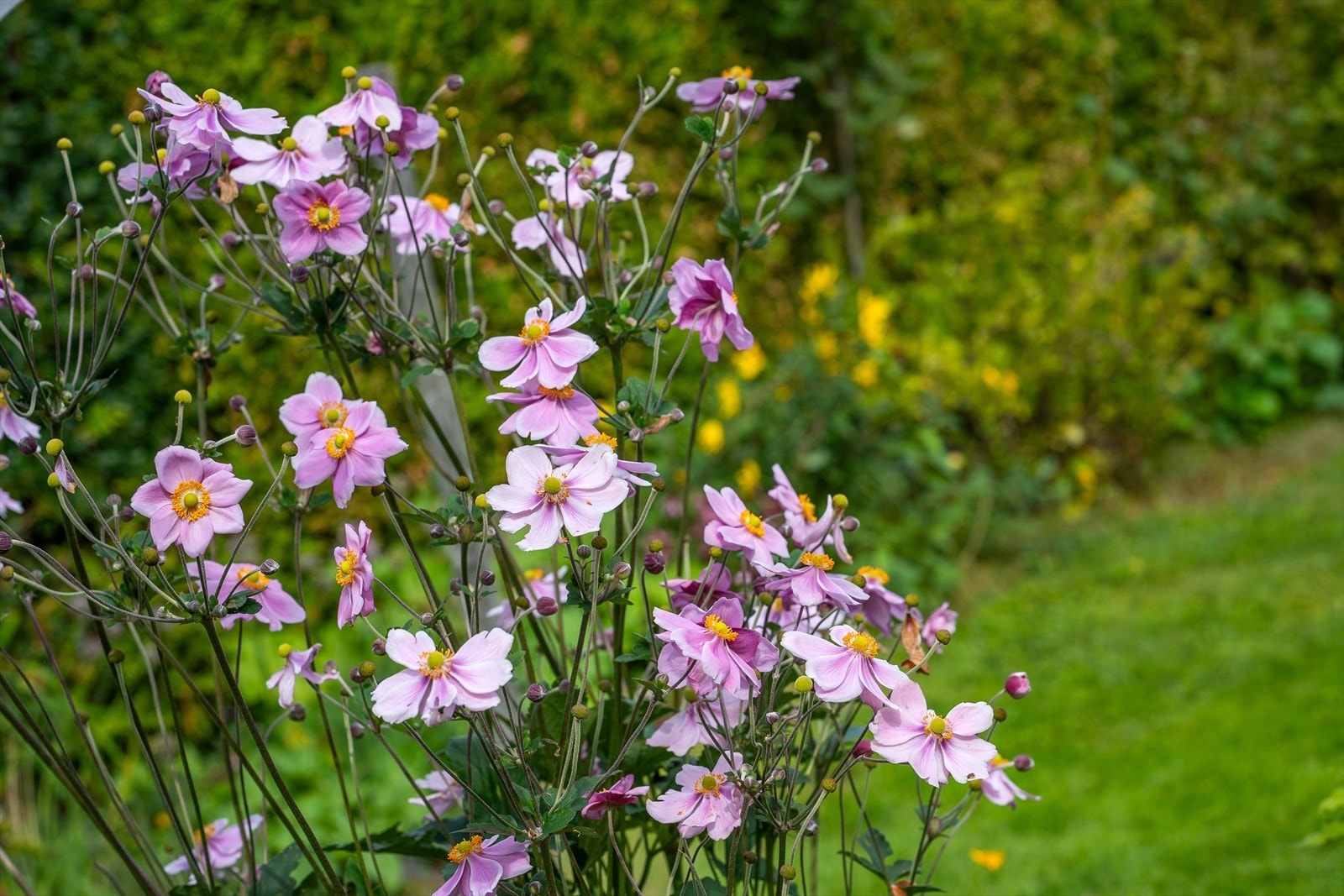 Vakre farger og variasjon i hele hagen. Galleribilde