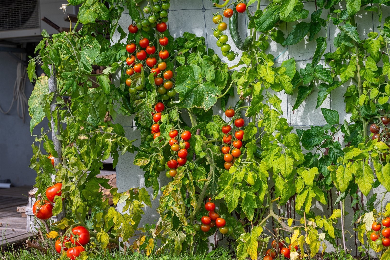 Et lun og solrik vegg for dyrking av tomater. Galleribilde