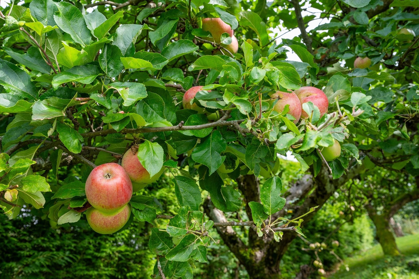 Mange frukttrær som hvert år byr på uttalig innhøsting. Galleribilde