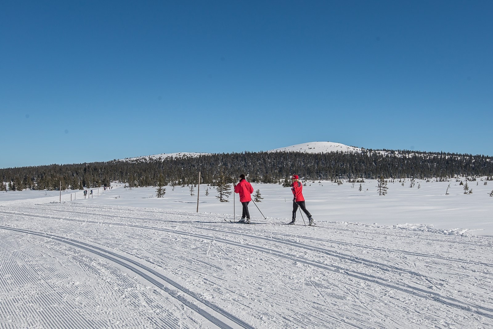Sjusjøen er kjent som Norges fremste langrennsdestinasjon, med 350 km preparerte løyper. Galleribilde