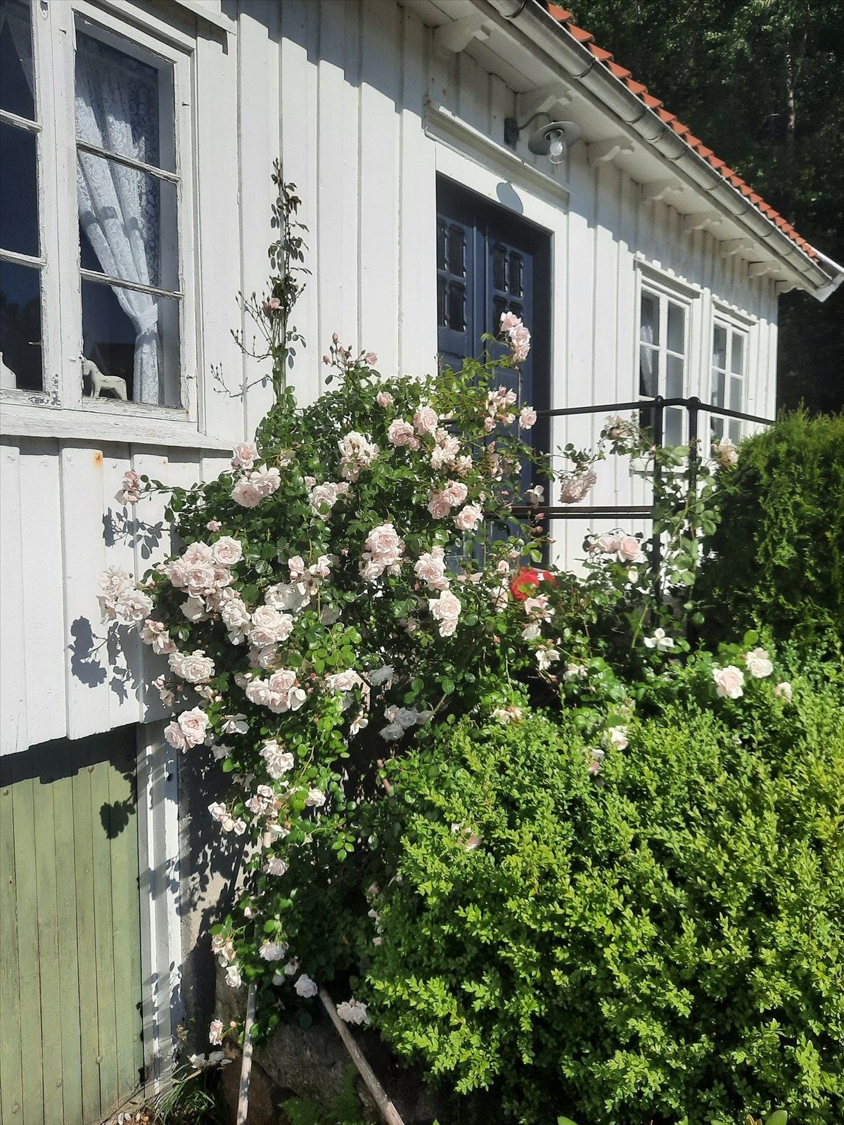 Rosebusker og hyggelig beplantning ved inngangspartiet Galleribilde