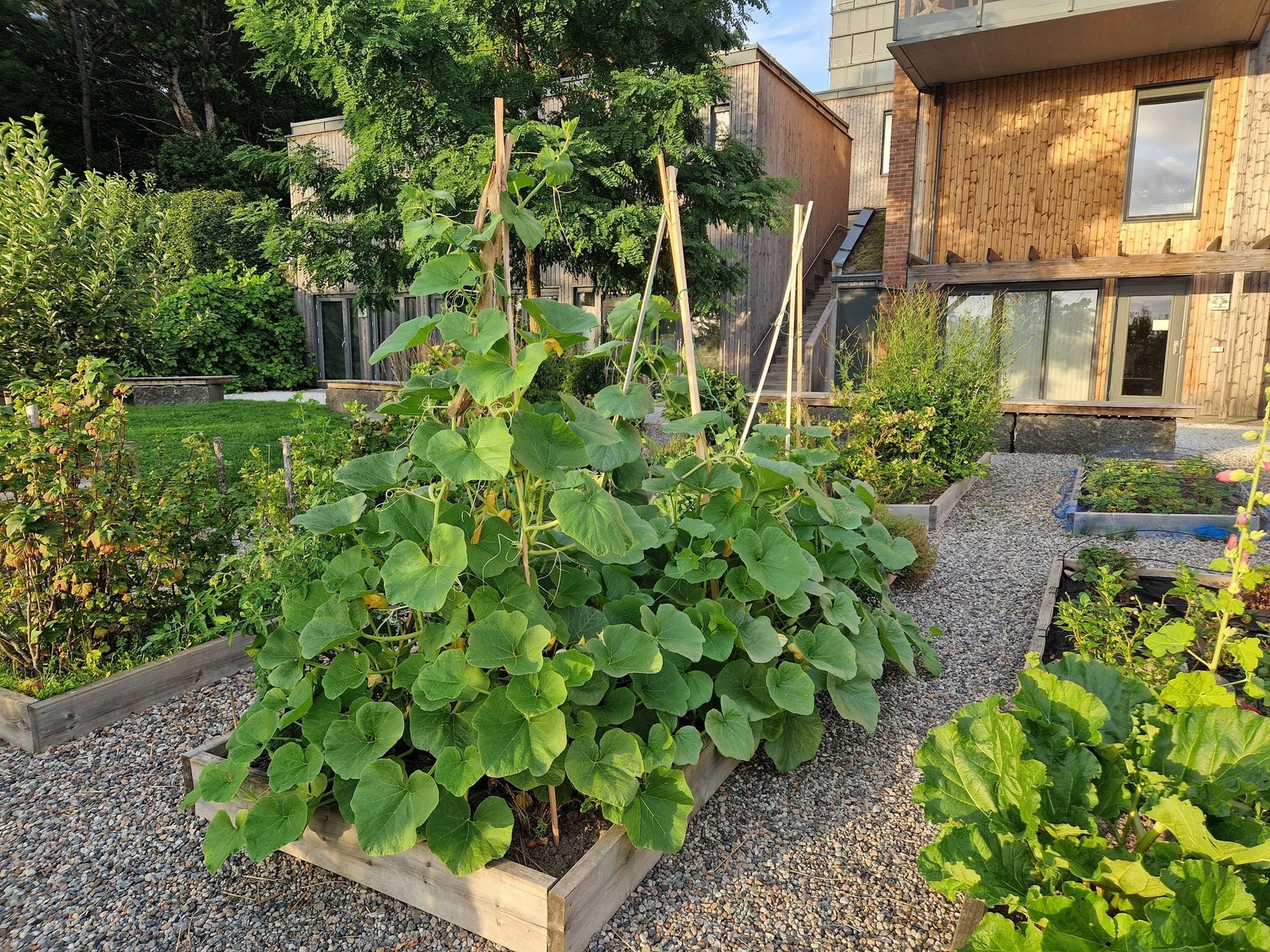 Med parsell kan du også dyrke i høyden Galleribilde