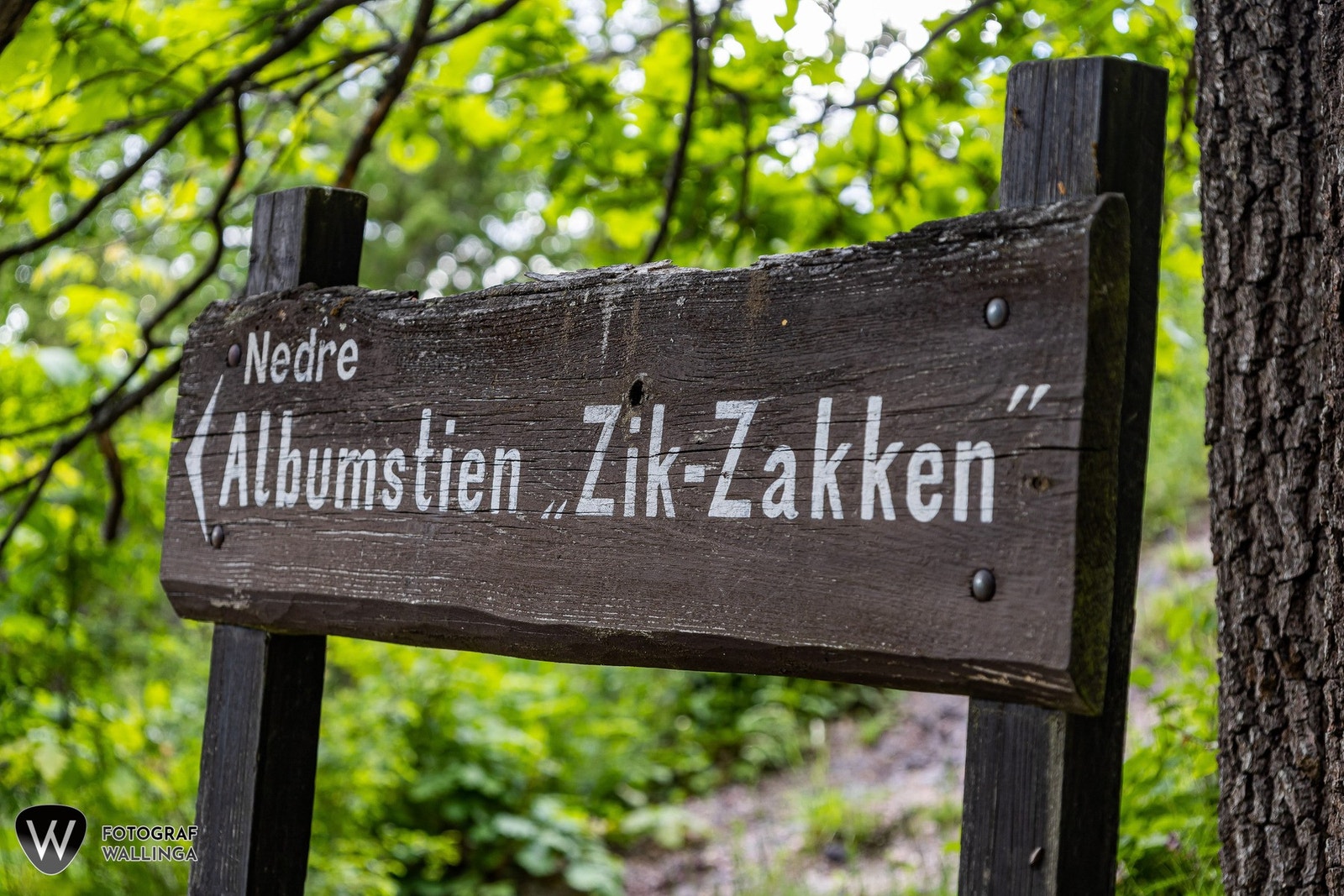 Albumstien "zick-zakken" som er turveien opp til Åspavljongen og sprialtoppen Galleribilde