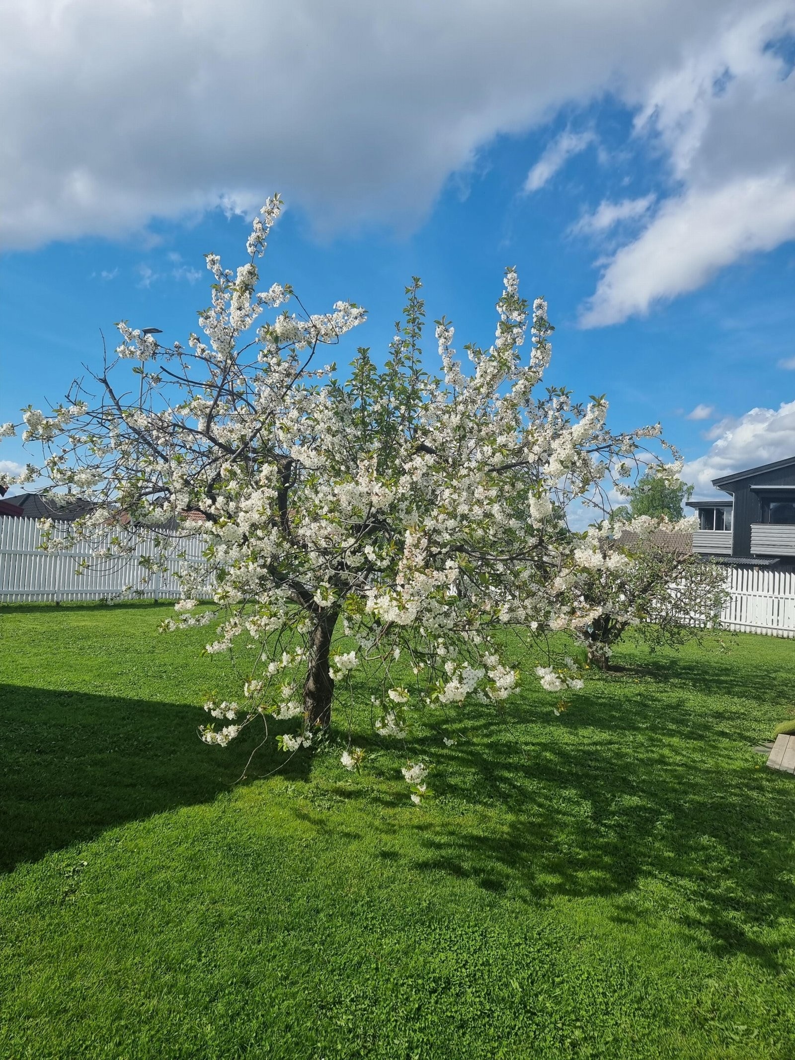 Kirsebærtreet Galleribilde