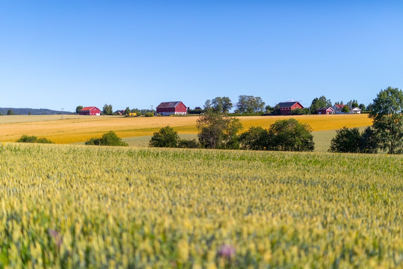 Røyken er omgitt av vakker natur med flere gårder. Galleribilde
