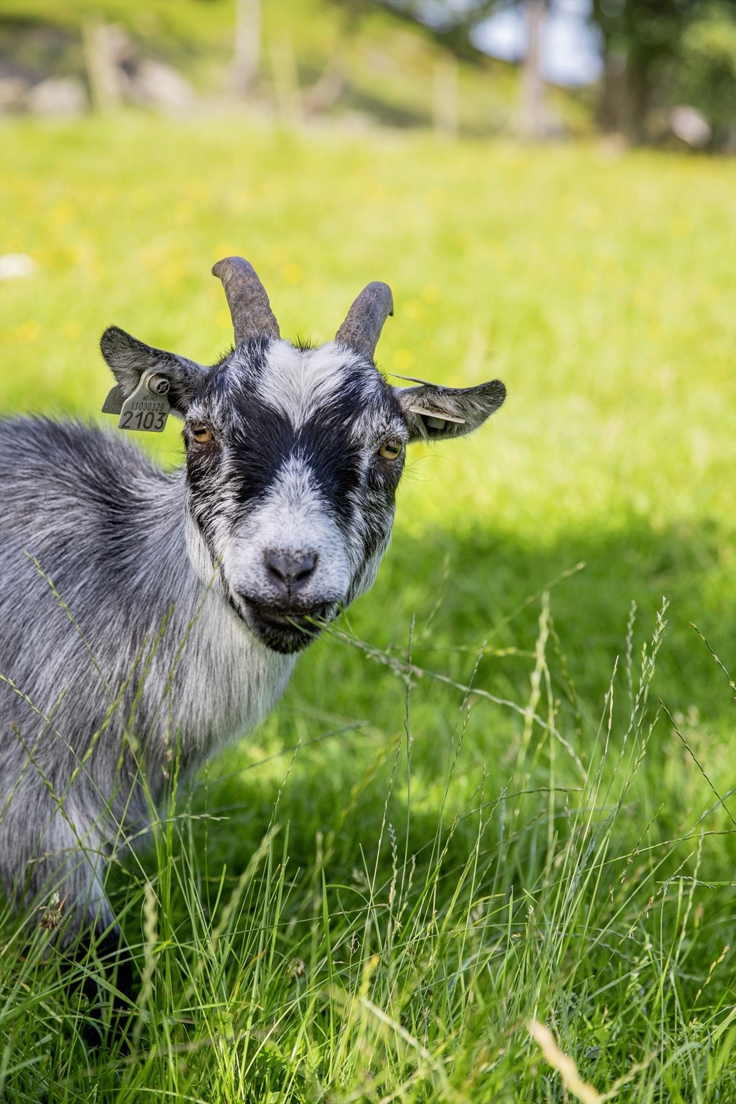 Et perfekt utfluktsmål for familien i helgene. Galleribilde