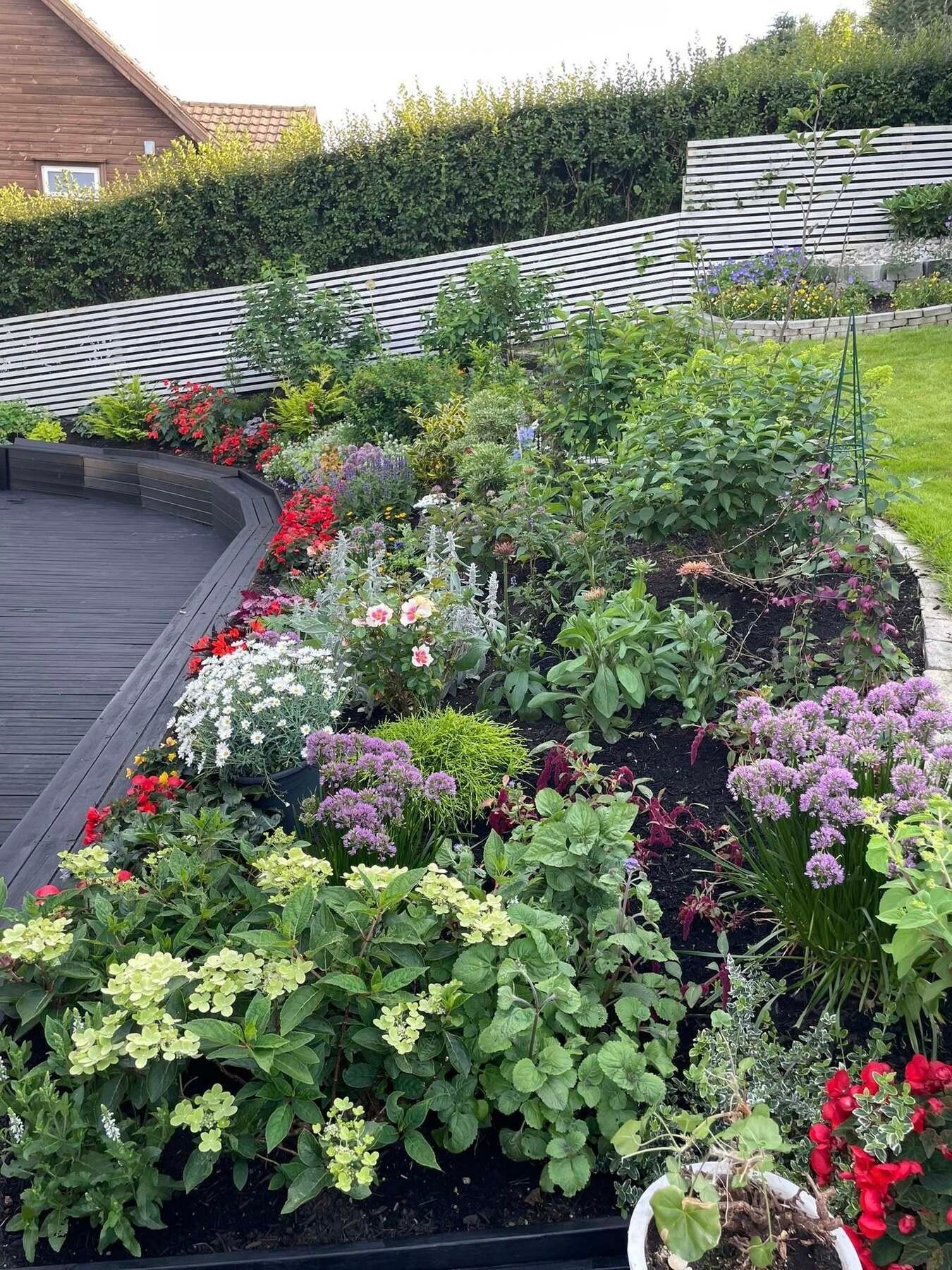 Opparbeidede bed langs terrassen med variert beplantning som gir en frodig og innbydende hage Galleribilde