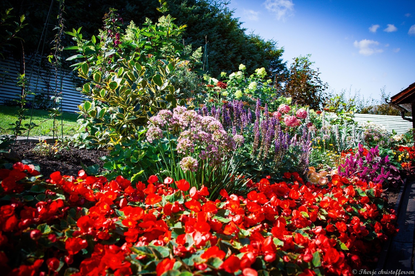 Om sommeren forvandles hagen til et frodig blomsterhav med en variert sammensetning av stauder og beplantning. Galleribilde